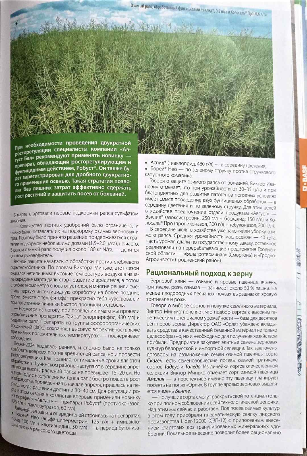 Dominanty v ratinev 2024 2