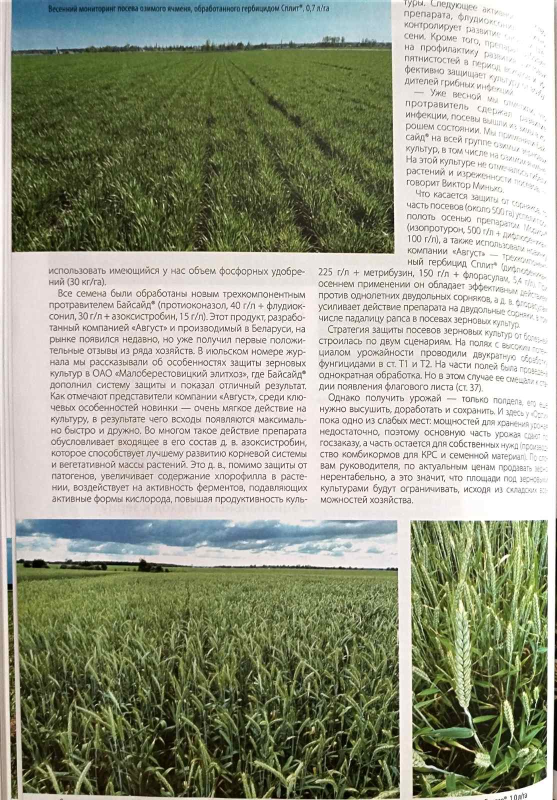 Dominanty v ratinev 2024 3