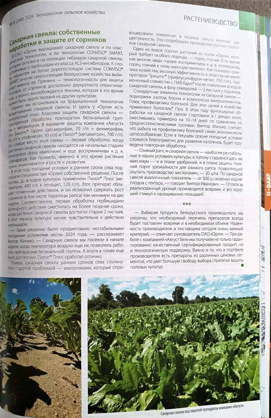 Dominanty v ratinev 2024 4