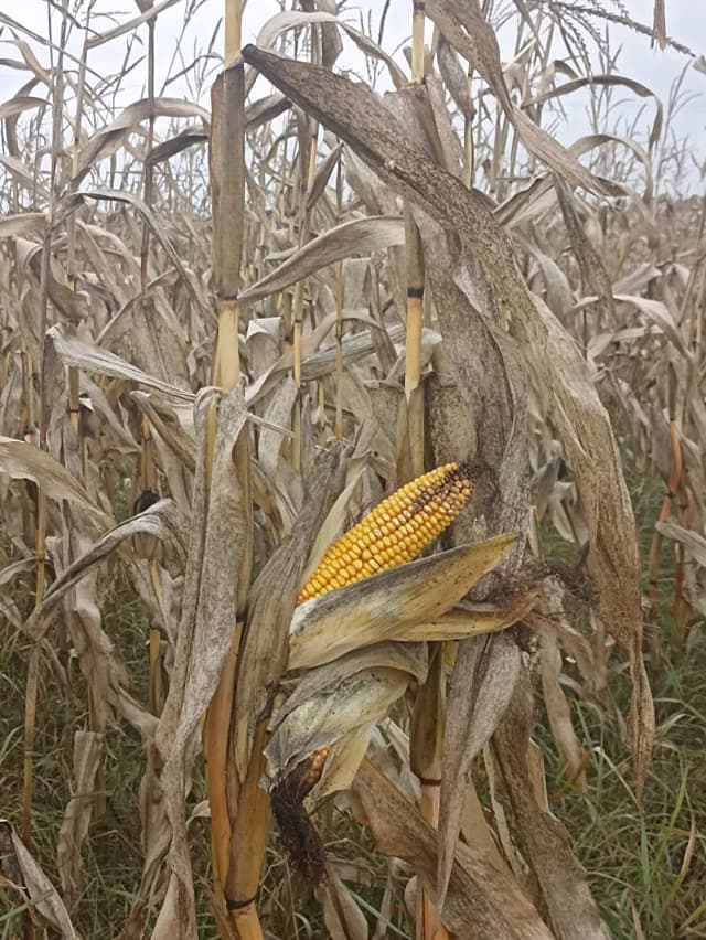 Uborka kukuruza 2022 2